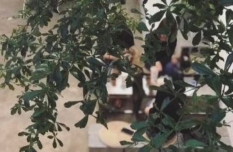 [☕️🇻🇳] 4 ĐỒNG 5 🥤 Top1Coffee ☕️ Pleiku se lạnh thèm trà sữa mà không uống được đá thì phải làm sao?
Thì mời bạn thử ngay món Trà Sữa Ô Long ấm nóng của tụi mìn , shares-0✔️ , likes-18❤️️ , date-2022-05-31 03:10:13🇻🇳🇻🇳🇻🇳📰🆕