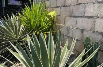 [☕️🇻🇳] 4 ĐỒNG 5 🥤 Top1Coffee ☕️ “Đường anh về toàn hoa với cỏ.
Có em rồi, có cả mùa xuân.”, shares-1✔️ , likes-5❤️️ , date-2022-09-14 02:35:22🇻🇳🇻🇳🇻🇳📰🆕