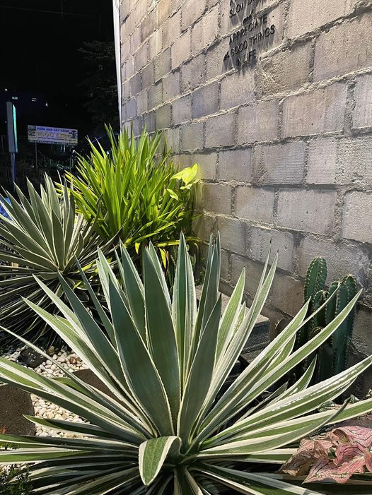 [☕️🇻🇳] 4 ĐỒNG 5 🥤 Top1Coffee ☕️ “Đường anh về toàn hoa với cỏ.
Có em rồi, có cả mùa xuân.”, shares-1✔️ , likes-5❤️️ , date-2022-09-14 02:35:22🇻🇳🇻🇳🇻🇳📰🆕