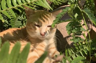 [☕️🇻🇳] 22 phẩy 5 coffee 🥤 Top1Coffee ☕️ Bổn toạ chưa ngồi bể miếng bê tông nào nên chưa nổi tiếng thôi chứ bổn toạ dư sức nhaaa, shares-1✔️ , likes-92❤️️ , date-2023-03-23 06:23:13🇻🇳🇻🇳🇻🇳📰🆕