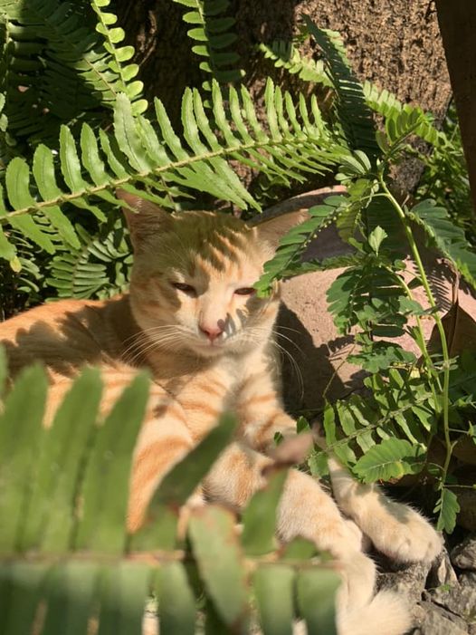 [☕️🇻🇳] 22 phẩy 5 coffee 🥤 Top1Coffee ☕️ Bổn toạ chưa ngồi bể miếng bê tông nào nên chưa nổi tiếng thôi chứ bổn toạ dư sức nhaaa, shares-1✔️ , likes-92❤️️ , date-2023-03-23 06:23:13🇻🇳🇻🇳🇻🇳📰🆕