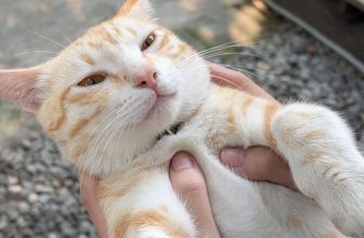 [☕️🇻🇳] 22 phẩy 5 coffee 🥤 Top1Coffee ☕️ Nhăm nhăm nhăm
Tui yêu ngủ, vũ trụ ban cho tui giấc ngủ từ tối cho đến sáng, từ sáng cho đến chiều, từ chiều cho đến tối. Tui b , shares-4✔️ , likes-83❤️️ , date-2023-04-09 02:46:48🇻🇳🇻🇳🇻🇳📰🆕