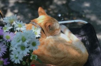 [☕️🇻🇳] 22 phẩy 5 coffee 🥤 Top1Coffee ☕️ Gió nhè nhẹ nắng rung mọi nơi
Con mèo béo nằm ngủ mơ mình biết bơi
Không còn chỗ cho con người
Thở than với cuộc đời
Bèn để  , shares-0✔️ , likes-58❤️️ , date-2023-04-20 02:59:36🇻🇳🇻🇳🇻🇳📰🆕