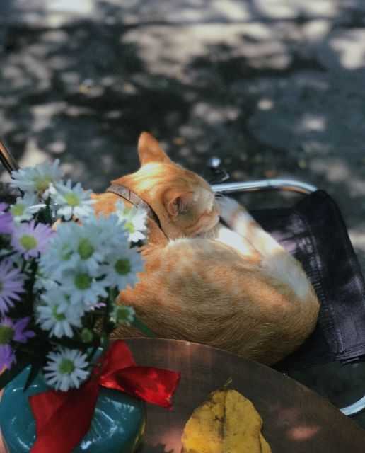 [☕️🇻🇳] 22 phẩy 5 coffee 🥤 Top1Coffee ☕️ Gió nhè nhẹ nắng rung mọi nơi
Con mèo béo nằm ngủ mơ mình biết bơi
Không còn chỗ cho con người
Thở than với cuộc đời
Bèn để  , shares-0✔️ , likes-58❤️️ , date-2023-04-20 02:59:36🇻🇳🇻🇳🇻🇳📰🆕