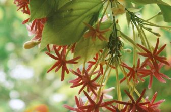 [☕️🇻🇳] 22 phẩy 5 coffee 🥤 Top1Coffee ☕️ Loài hoa tên gọi sử quân tử
Cánh nhỏ xinh, hồng phớt, trắng hoa
Khoe sắc màu tươi trong nắng sớm
Rung rinh khi gió nhẹ đi qua , shares-0✔️ , likes-39❤️️ , date-2023-05-19 03:09:10🇻🇳🇻🇳🇻🇳📰🆕