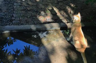 [☕️🇻🇳] 22 phẩy 5 coffee 🥤 Top1Coffee ☕️ Có những hành trình không cần đi quá dài, nó gọi là vừa đủ.
Đủ cho chúng ta biết trân quý những cái từng trải hơn.
Thế nên m , shares-2✔️ , likes-111❤️️ , date-2023-05-25 09:30:36🇻🇳🇻🇳🇻🇳📰🆕