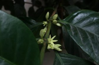 [☕️🇻🇳] Kafeville – Espresso and hand craft coffee bar 🥤 Top1Coffee ☕️ Lại nhân dịp Hà Nội lúc nắng chói chang lúc mưa xối xả, cây cà phê trước cửa ra lứa hoa mới, ngoài những loại hạt thường có tại  , shares-1✔️ , likes-34❤️️ , date-2023-06-13 13:31:14🇻🇳🇻🇳🇻🇳📰🆕