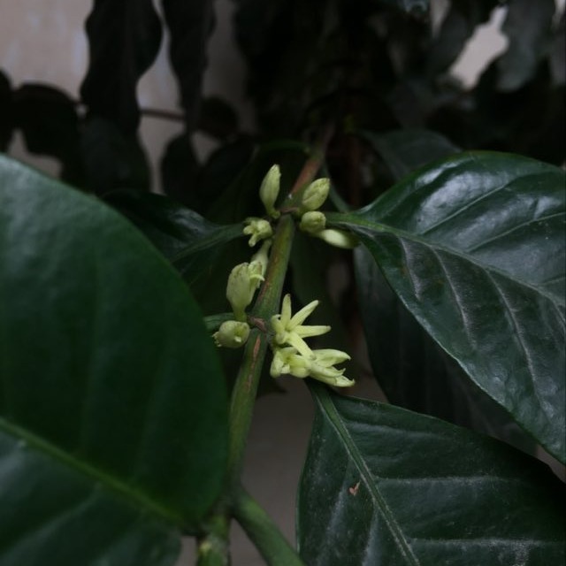 [☕️🇻🇳] Kafeville – Espresso and hand craft coffee bar 🥤 Top1Coffee ☕️ Lại nhân dịp Hà Nội lúc nắng chói chang lúc mưa xối xả, cây cà phê trước cửa ra lứa hoa mới, ngoài những loại hạt thường có tại  , shares-1✔️ , likes-34❤️️ , date-2023-06-13 13:31:14🇻🇳🇻🇳🇻🇳📰🆕