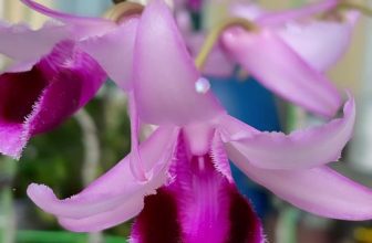 [☕️🇻🇳] Paris Coffee 🥤 Top1Coffee ☕️ NGHIÊNG NGẢ VÌ EMBIỂN NỖI NHỚ & EM Để có một tác phẩm đẹp cần đạt được cả 4 yếu tố sau:
1-Hình dáng (nhất dáng nhì hoa)
, shares-0✔️ , likes-1❤️️ , date-2023-06-18 03:29:14🇻🇳🇻🇳🇻🇳📰🆕