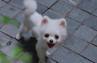 [☕️🇻🇳]  De.TẦM Cafe – Coffee – Bistro 🥤 Top1Coffee ☕️ Ngày đón Cáo về nhà chẳng hôm nào de.Tầm yên tĩnh vì tiếng “nựng yêu” của các bạn ghé chơi. Từng bước chân của Cáo thoăn thoắt đ , shares-0✔️ , likes-58❤️️ , date-2023-08-18 10:09:35🇻🇳🇻🇳🇻🇳📰🆕