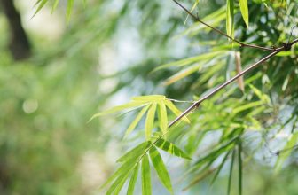 [☕️🇻🇳] OiA Coffee 🥤 Top1Coffee ☕️ thong dong chuyển mùa ~Mùa thu về với mít, na, ổi… thơm ngát góc vườn. Chúng mình lại luôn sẵn có một rổ Hồng Xiêm, thứ quả , shares-1✔️ , likes-14❤️️ , date-2023-08-26 02:30:02🇻🇳🇻🇳🇻🇳📰🆕