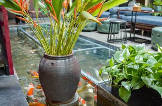 [☕️🇻🇳] AN Garden Cafe 🥤 Top1Coffee ☕️ Những “người bạn” đặc biệt tại AN
AN giao nhiệm vụ cho các bạn cá chép nhà mình hàng ngày phải ăn thật no, bơi thật khoẻ, để ma , shares-2✔️ , likes-6❤️️ , date-2023-09-17 12:48:17🇻🇳🇻🇳🇻🇳📰🆕