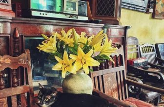 [☕️🇻🇳] NAM house 🥤 Top1Coffee ☕️ nay nắng đã lên
cô gái áo khoác đen
quấn quýt bên những bông ly vàng tươi …
___________
NAM house
• open 6:00 – 23:00
• , shares-0✔️ , likes-44❤️️ , date-2023-10-25 03:20:11🇻🇳🇻🇳🇻🇳📰🆕