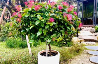 [☕️🇻🇳]  Minh Coffee 🥤 Top1Coffee ☕️ Mẫu đơn được chăm sóc bởi chủ quán của em cả nhà ơi. Cùng lan toả đam mê cây và hoa, shares-0✔️ , likes-22❤️️ , date-2023-10-26 00:34:43🇻🇳🇻🇳🇻🇳📰🆕