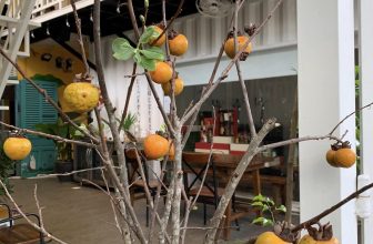 [☕️🇻🇳] KUMO CHAN Coffee and Garden 🥤 Top1Coffee ☕️ Tớ cũng không hiểu, cành Hồng khô đã lìa xa cây…. Về nhà KUMOCHAN lại đâm lá, đâm chồi, ra rễ thế này nhỉ? Buổi sáng làm ly caph , shares-0✔️ , likes-8❤️️ , date-2023-10-26 04:09:07🇻🇳🇻🇳🇻🇳📰🆕