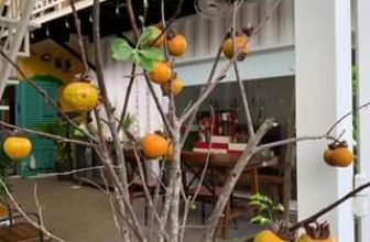 [☕️🇻🇳] KUMO CHAN Coffee and Garden 🥤 Top1Coffee ☕️ Tớ cũng không hiểu, cành Hồng khô đã lìa xa cây…. Về nhà KUMOCHAN lại đâm lá, đâm chồi, ra rễ thế này nhỉ? Buổi sáng làm ly caph , shares-0✔️ , likes-0❤️️ , date-2023-10-26 04:12:54🇻🇳🇻🇳🇻🇳📰🆕