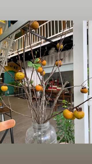 Tớ cũng không hiểu, cành Hồng khô đã lìa xa cây…. Về nhà KUMOCHAN lại đâm lá, đâm chồi, ra rễ thế này nhỉ? Buổi sáng làm ly caph