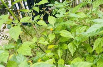 [☕️🇻🇳]  Minh Coffee 🥤 Top1Coffee ☕️ Một cây ớt tròn tròn hột me tại Minh Coffee, shares-0✔️ , likes-23❤️️ , date-2023-11-03 02:27:21🇻🇳🇻🇳🇻🇳📰🆕