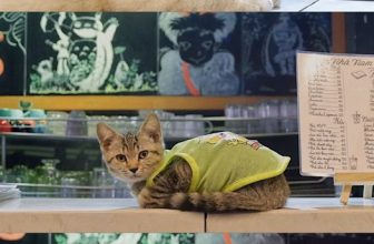 [☕️🇻🇳] Nhã Nam Books N’ Coffee 🥤 Top1Coffee ☕️ Vị trí tiếp khách của những nhân viên đặc biệt ở hiệu sách, dù không nói “Nhã Nam xin chào” nhưng lúc nào cũng chiếm spotlight c , shares-0✔️ , likes-55❤️️ , date-2023-11-03 02:59:34🇻🇳🇻🇳🇻🇳📰🆕