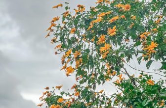 [☕️🇻🇳] Ngày của Nắng Coffee+ 🥤 Top1Coffee ☕️ NẮNG kể bạn nghe về … Một mùa Hồng sắp kết thúc, mùa hoa Dã Quỳ thì đang vàng cả góc sân… Đôi khi, thứ bình dị nhất vẫn là thứ l , shares-1✔️ , likes-34❤️️ , date-2023-11-08 05:14:38🇻🇳🇻🇳🇻🇳📰🆕