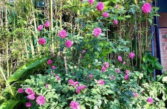 [☕️🇻🇳]  Minh Coffee 🥤 Top1Coffee ☕️ Những bông giấy rực rỡ Mùa hè quanh hồ Koi tạm nép mình lại, nhường cho bông hồng trong mùa thu tuyệt đẹp tại Đồng Hới city 2023 , shares-0✔️ , likes-20❤️️ , date-2023-11-12 11:27:18🇻🇳🇻🇳🇻🇳📰🆕