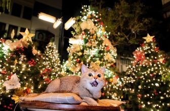 [☕️🇻🇳] Oromia Coffee – Lounge🥤 Top1Coffee ☕️ 101 biểu cảm lâu lâu đi cafe
Thích mê, shares-1✔️ , likes-153❤️️ , date-2023-11-12 14:52:05🇻🇳🇻🇳🇻🇳📰🆕