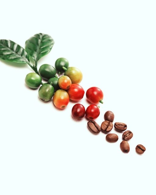 [☕️🇻🇳] ILOTA Coffee Roasters – Cafe rang xay 🥤 Top1Coffee ☕️ THU HÁI CÀ QUẢ XANH  – THIỆT ĐƠN, THIỆT KÉP 

Theo số liệu khảo nghiệm thực tiễn tại vườn cà phê gia đình năm 2019 của Ông Trịnh , shares-0✔️ , likes-10❤️️ , date-2023-11-17 12:00:15🇻🇳🇻🇳🇻🇳📰🆕