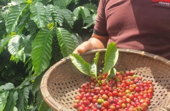 [☕️🇻🇳] EVC Coffee 🥤 Top1Coffee ☕️ “Thu hoạch hạt cà phê Robusta trong trang trại của EVC Coffee tại Đắk Lắk”  Những sản phẩm cà phê được làm từ Robusta nguyên chấ , shares-1✔️ , likes-16❤️️ , date-2023-11-17 02:16:54🇻🇳🇻🇳🇻🇳📰🆕