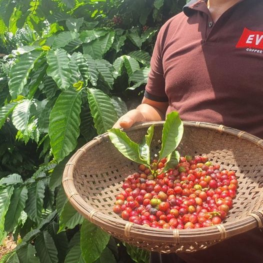 [☕️🇻🇳] EVC Coffee 🥤 Top1Coffee ☕️ “Thu hoạch hạt cà phê Robusta trong trang trại của EVC Coffee tại Đắk Lắk”  Những sản phẩm cà phê được làm từ Robusta nguyên chấ , shares-1✔️ , likes-16❤️️ , date-2023-11-17 02:16:54🇻🇳🇻🇳🇻🇳📰🆕