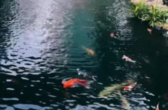 [☕️🇻🇳]  Minh Coffee 🥤 Top1Coffee ☕️ Những âm thanh chữa lành vết thương tại Minh Coffee, shares-0✔️ , likes-21❤️️ , date-2023-11-21 11:42:28🇻🇳🇻🇳🇻🇳📰🆕