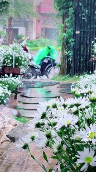 [☕️🇻🇳] Chuk Tea – Coffee 🥤 Top1Coffee ☕️  Chuk Tea & Coffee chính thức cho ra mắt THÔNG – Sản phẩm Limited Edition cho mùa Lễ hội 2023.
Hãy đến Chuk để trải nghiệm , shares-1✔️ , likes-29❤️️ , date-2023-11-24 06:14:31🇻🇳🇻🇳🇻🇳📰🆕