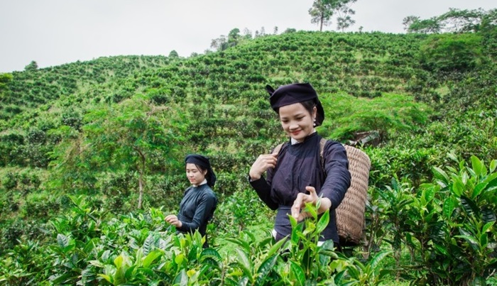 Đặc sản Bắc Kạn làm quà. Mua gì ở Bắc Kạn ngon làm quà