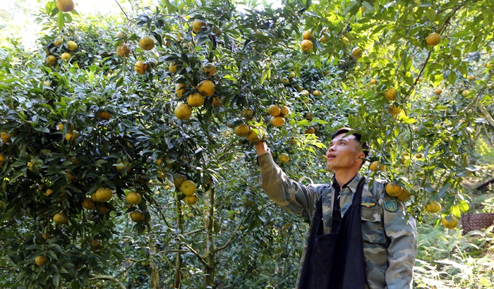 Đặc sản Bắc Kạn làm quà. Nên mua gì làm quà ở Bắc Kạn