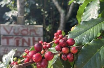 [☕️🇻🇳] Cafe Thái – 27 Triệu Việt Vương – Đây là một quán cà phê nổi bật với không gian của những năm 50 – 60 của thế kỷ 20 🥤 Top1Coffee ☕️ Thêm một mùa thu hoạch rộn ràng
#VườnTĩnh #Thai1926, shares-0✔️ , likes-15❤️️ , date-2023-12-11 01:33:35🇻🇳🇻🇳🇻🇳📰🆕