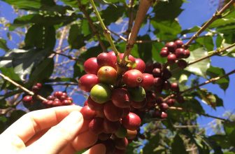 [☕️🇻🇳] Kafeville – Espresso and hand craft coffee bar 🥤 Top1Coffee ☕️ Một mùa sơ chế nữa lại đến. Kafeville xin phép đóng cửa từ 2 giờ chiều ngày 11/12 đến hết 14/12 để các barista lên núi hái và sơ , shares-1✔️ , likes-33❤️️ , date-2023-12-08 02:36:36🇻🇳🇻🇳🇻🇳📰🆕