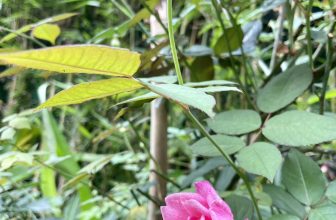 [☕️🇻🇳]  Minh Coffee 🥤 Top1Coffee ☕️ Hồng cổ Sapa bắt đầu nở đẹp lắm mới cả nhà ghé Checkin nhé.
team, shares-0✔️ , likes-14❤️️ , date-2023-12-15 01:23:06🇻🇳🇻🇳🇻🇳📰🆕