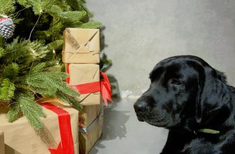 [☕️🇻🇳] Le Petit Cafe’ 🥤 Top1Coffee ☕️ 3 more days til Christmas
.
———————————
BỌN MÌNH CÓ SHIP TẬN NƠI NHA
available on Grabfood and Vill
, shares-0✔️ , likes-17❤️️ , date-2023-12-21 14:29:04🇻🇳🇻🇳🇻🇳📰🆕