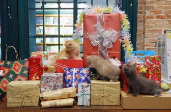 [☕️🇻🇳] Nhã Nam Books N’ Coffee 🥤 Top1Coffee ☕️ Ông già Noel xịn đã mang quà đến cho các em bé ngoan ở Nhã Nam Books N’ Coffee tụi mình rồi nè, shares-1✔️ , likes-50❤️️ , date-2023-12-21 13:27:43🇻🇳🇻🇳🇻🇳📰🆕