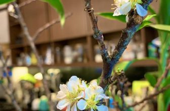 [☕️🇻🇳] ĐEN ROASTER Coffee – Tea 🥤 Top1Coffee ☕️ Xuân đã đến rồi!, shares-0✔️ , likes-10❤️️ , date-2023-01-16 05:59:37🇻🇳🇻🇳🇻🇳📰🆕