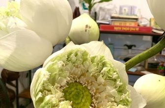 [☕️🇻🇳] ĐEN ROASTER Coffee – Tea 🥤 Top1Coffee ☕️ Trời mưa tí tách phập phồng, còn gì tuyệt vời hơn khi làm một tách trà ấm nhỉ, shares-0✔️ , likes-5❤️️ , date-2023-06-26 09:43:25🇻🇳🇻🇳🇻🇳📰🆕