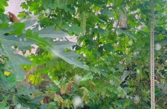 [☕️🇻🇳] Coffee HUỲNH HƯƠNG 🥤 Top1Coffee ☕️ Tín đồ thích ăn Khổ Qua trưa nay đến
CƠM NIÊU NỒI ĐẤT HUỲNH HƯƠNG có thể tận tay bẻ vào để ”Bếp” chế biến các món được làm từ  , shares-0✔️ , likes-4❤️️ , date-2023-12-10 03:29:29🇻🇳🇻🇳🇻🇳📰🆕