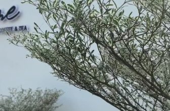 [☕️🇻🇳] Garden Coffee – Tea Thanh Sơn 🥤 Top1Coffee ☕️  Trà hoa hồng Côn Minh
Trà hoa cúc Thiên Sơn
Trà nam việt quất Đại Lý
Trà sữa nướng Vân Nam
một ấm có thể uống từ 2 , shares-10✔️ , likes-94❤️️ , date-2023-11-25 13:05:39🇻🇳🇻🇳🇻🇳📰🆕