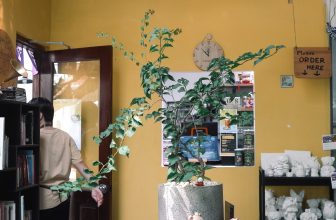 [☕️🇻🇳] KUMO CHAN Coffee and Garden 🥤 Top1Coffee ☕️Một địa chỉ khá phù hợp cho những bạn nào muốn “Talk Soul” với không gian thoáng đãng nhiều cây xanh + tiếng nhạc nhẹ nhàng, c , shares-0✔️ , likes-3❤️️ , date-2023-11-08 12:47:59🇻🇳🇻🇳🇻🇳📰🆕