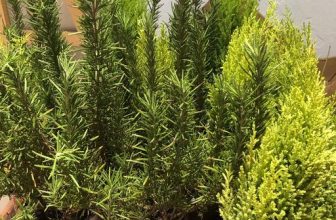 [☕️🇻🇳] Kafeville – Espresso and hand craft coffee bar 🥤 Top1Coffee ☕️ Khủng hoảng kinh tế, nhà có gì mang ra bán cái đó :) Mấy cây cảnh nhỏ xinh do các Barista mua cây về tự trồng và chăm sóc đang đ , shares-0✔️ , likes-41❤️️ , date-2023-11-17 07:30:59🇻🇳🇻🇳🇻🇳📰🆕