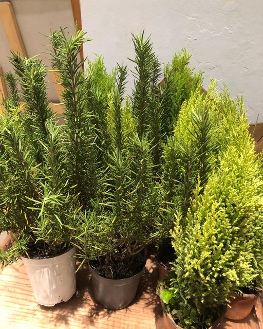 [☕️🇻🇳] Kafeville – Espresso and hand craft coffee bar 🥤 Top1Coffee ☕️ Khủng hoảng kinh tế, nhà có gì mang ra bán cái đó :) Mấy cây cảnh nhỏ xinh do các Barista mua cây về tự trồng và chăm sóc đang đ , shares-0✔️ , likes-35❤️️ , date-2023-11-17 07:30:59🇻🇳🇻🇳🇻🇳📰🆕