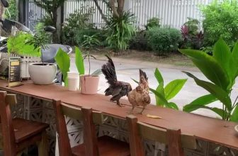 [☕️🇻🇳] KUMO CHAN Coffee and Garden 🥤 Top1Coffee ☕️ Cafe sáng thôi …, shares-0✔️ , likes-0❤️️ , date-2023-12-10 00:34:43🇻🇳🇻🇳🇻🇳📰🆕