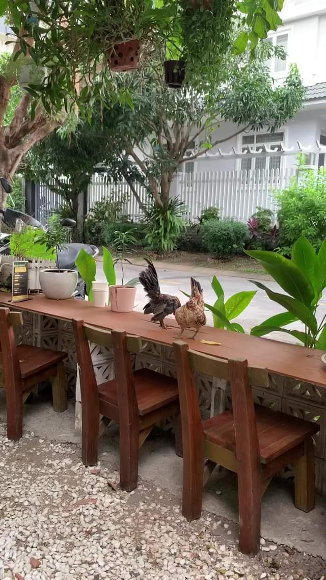 [☕️🇻🇳] KUMO CHAN Coffee and Garden 🥤 Top1Coffee ☕️ Cafe sáng thôi …, shares-0✔️ , likes-0❤️️ , date-2023-12-10 00:34:43🇻🇳🇻🇳🇻🇳📰🆕