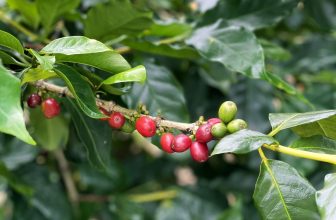 [☕️🇻🇳] Cà phê Đồng Xanh – Greenfields Coffee 🥤 Top1Coffee ☕️ Sơ Chế Cà Phê Arabica A Lưới Chế Biến Khô Mùa Vụ MớiCác dòng pha tay như V60, Coldbrew,.. khách hàng thường ưu tiên cà phê có , shares-0✔️ , likes-14❤️️ , date-2023-12-07 04:00:27🇻🇳🇻🇳🇻🇳📰🆕