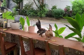 [☕️🇻🇳] KUMO CHAN Coffee and Garden 🥤 Top1Coffee ☕️ Đôi gà trẻ đã chuẩn bị sẵn trà đá, cà phê ngon đợi khách.
Ò ó o ——————
KUMO CHAN COFFEE
Coffee – Garden – Working Place – Boo , shares-0✔️ , likes-8❤️️ , date-2023-12-10 00:30:36🇻🇳🇻🇳🇻🇳📰🆕