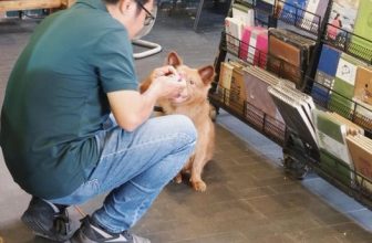 [☕️🇻🇳] Nhã Nam Books N’ Coffee 🥤 Top1Coffee ☕️ Người hay trêu Vừng béo, hay bình luận dưới mỗi bài đăng về em để bốc phốt cái nết ham ăn lại chính là người hay mang xúc xích đ , shares-0✔️ , likes-55❤️️ , date-2023-12-09 11:33:51🇻🇳🇻🇳🇻🇳📰🆕